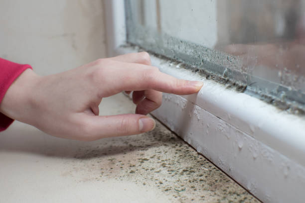 Best Attic Mold Removal  in Hot Springs, SD
