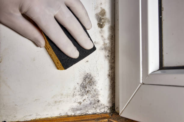 Best Real Estate Mold Inspection  in Hot Springs, SD